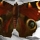 inachis_io